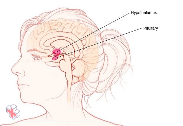 Pituitary gland and hypothalamus