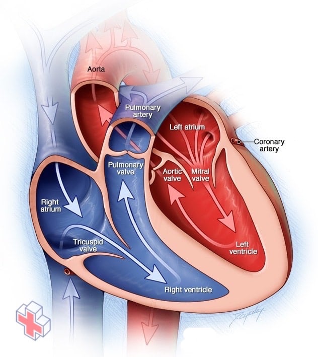 Chambers and valves of the heart