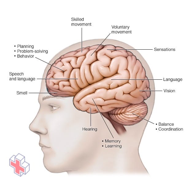 Illustration of functions of the brain