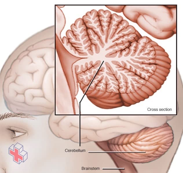 Cerebellum and brainstem