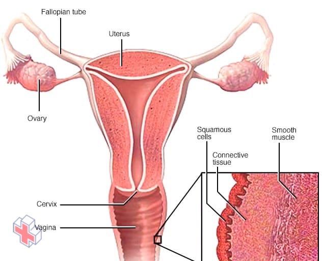 Layers of vaginal tissue