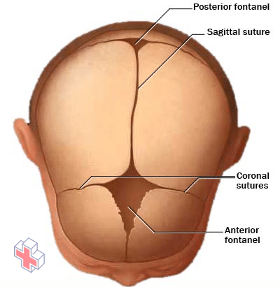 Cranial sutures and fontanels