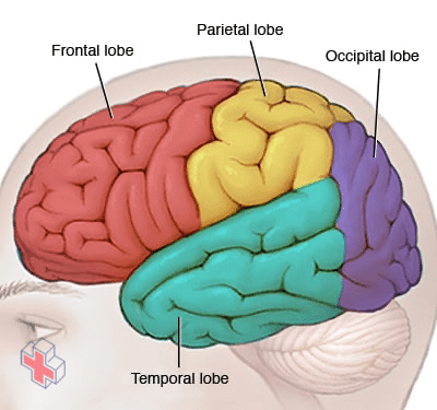 Lobes in the brain