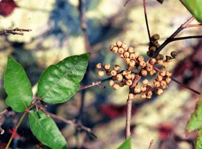 Photograph showing poison ivy plant with berries