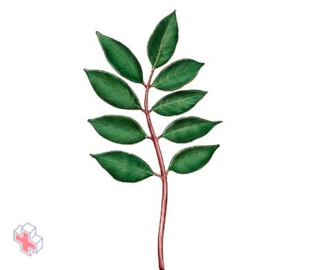 Illustration of poison sumac plant