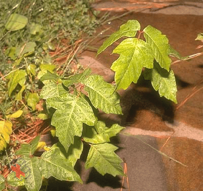 Photograph showing poison ivy plant
