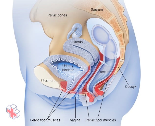 Location of female pelvic floor muscles