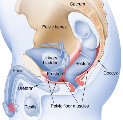 Location of male pelvic floor muscles