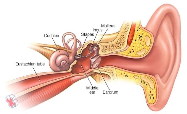 The inside of your ear