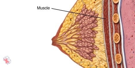 Muscle underneath the breast
