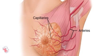Arteries and capillaries in the breast