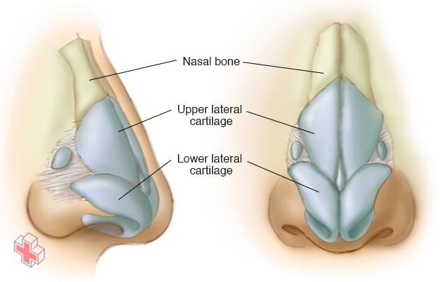 Nasal bone and cartilage