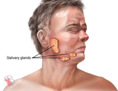Location of salivary glands