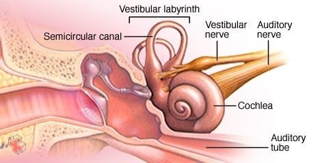 Parts of the inner ear
