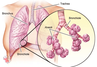 Bronchi, bronchioles and alveoli