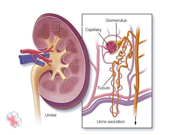 Inside a kidney