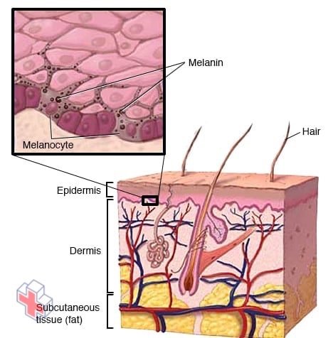 The layers of your skin